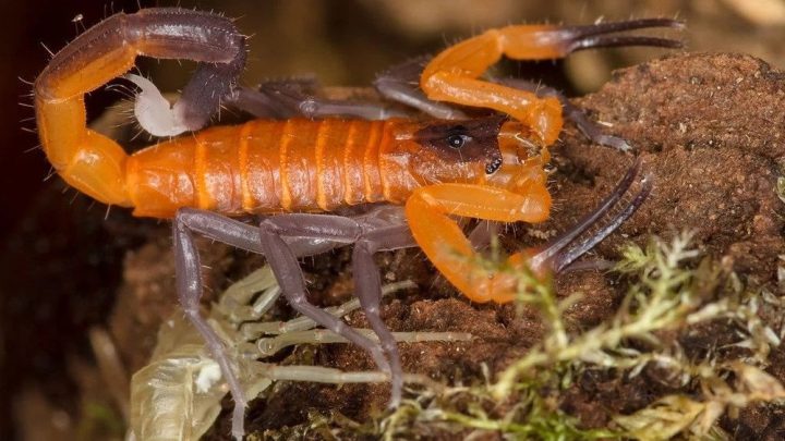 Thứ chất lỏng đắt đỏ nhất thế giới, 1 lít có giá tới 10 triệu USD: Nhắc tên đã thấy nguy hiểm, nhưng được dùng để cứu sống hàng triệu người